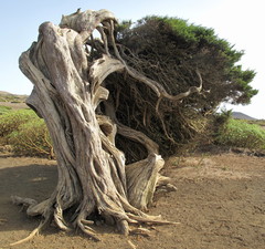Juniperus canariensis