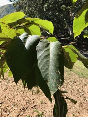 Apeiba tibourbou