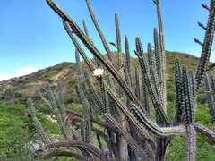 Harrisia tetracantha