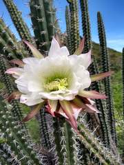 Harrisia tetracantha
