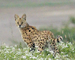 Leptailurus serval lipostictus