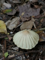 Marasmius mbalmayoensis