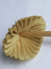 Marasmius mbalmayoensis