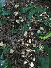 Marasmius mbalmayoensis