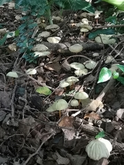 Marasmius mbalmayoensis