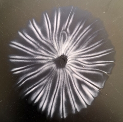 Marasmius mbalmayoensis