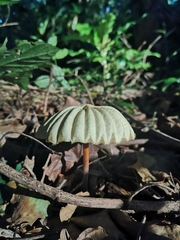 Marasmius mbalmayoensis