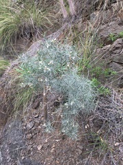Parolinia filifolia