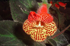 Kohleria amabilis