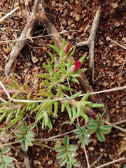 Portulaca kermesina