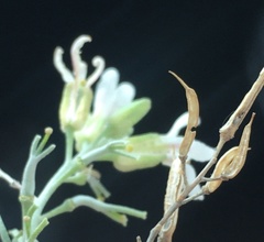 Parolinia filifolia