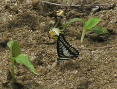 Graphium eurypylus acheron