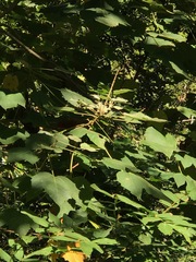 Croton gossypiifolius