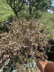 Erica straussiana