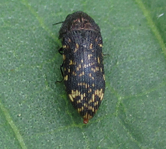 Acmaeodera ruficaudis