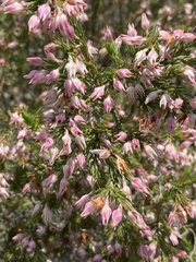 Erica straussiana