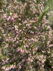 Erica straussiana