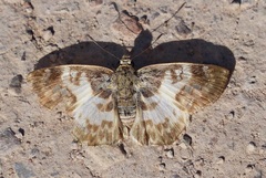 Polyctor polyctor polyctor