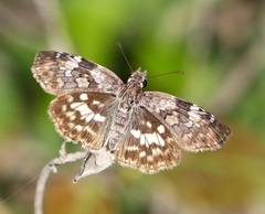 Chiomara asychis autander