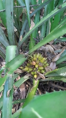 Bromelia hemisphaerica