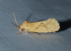 Acrolophus laticapitana