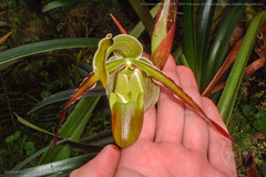 Phragmipedium