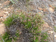 Ficinia overbergensis