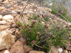 Ficinia overbergensis