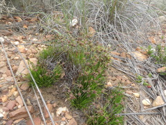 Ficinia overbergensis