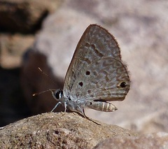Hemiargus hanno hanno