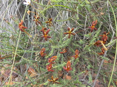 Jamesbrittenia atropurpurea