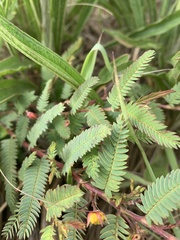 Chamaecrista biensis