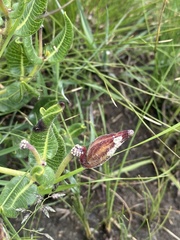 Asclepiadinae