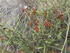 Jamesbrittenia atropurpurea