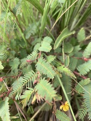 Chamaecrista biensis