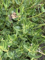 Asclepiadinae