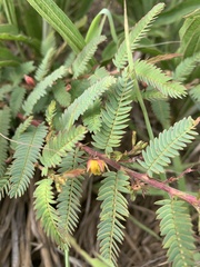 Chamaecrista biensis