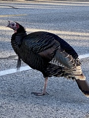 Meleagris gallopavo