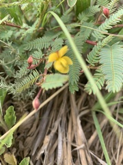 Chamaecrista biensis