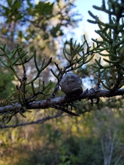 Cupressus pygmaea
