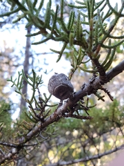 Cupressus pygmaea