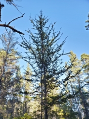 Cupressus pygmaea