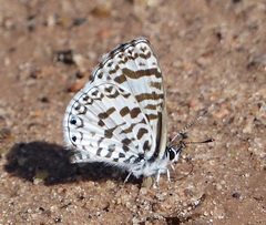Leptotes cassius cassius