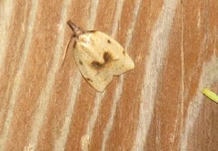 Sparganothis xanthoides