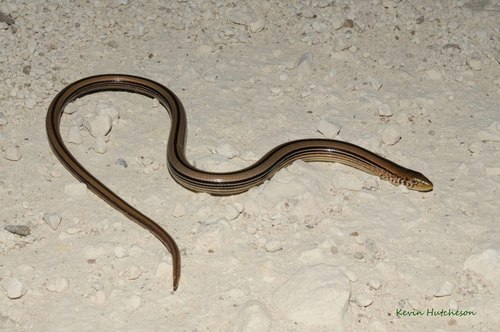 Slender Glass Lizard