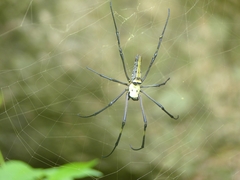 Nephila pilipes