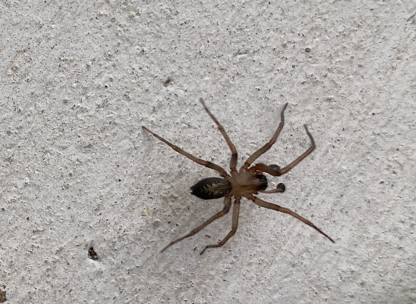 recluse? r/spiders