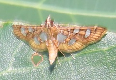 Nausinoe quadrinalis