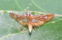Nausinoe quadrinalis