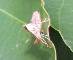 Nausinoe quadrinalis